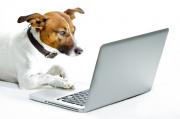 Dog with laptop